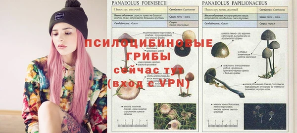 сатива Горняк